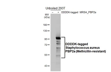 Anti-Staphylococcus aureus PBP2a (Methicillin-resistant) antibody [HL5687] used in Western Blot (WB). GTX646496